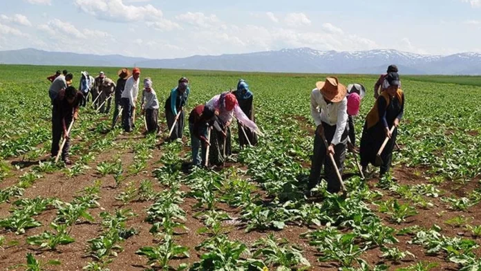 Mevsimlik Tarım İşçileri için 25 Milyon Lira Bütçe Ayrıldı