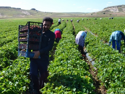 Mevsimlik Tarım İşçileri için 25 Milyon Lira Bütçe Ayrıldı
